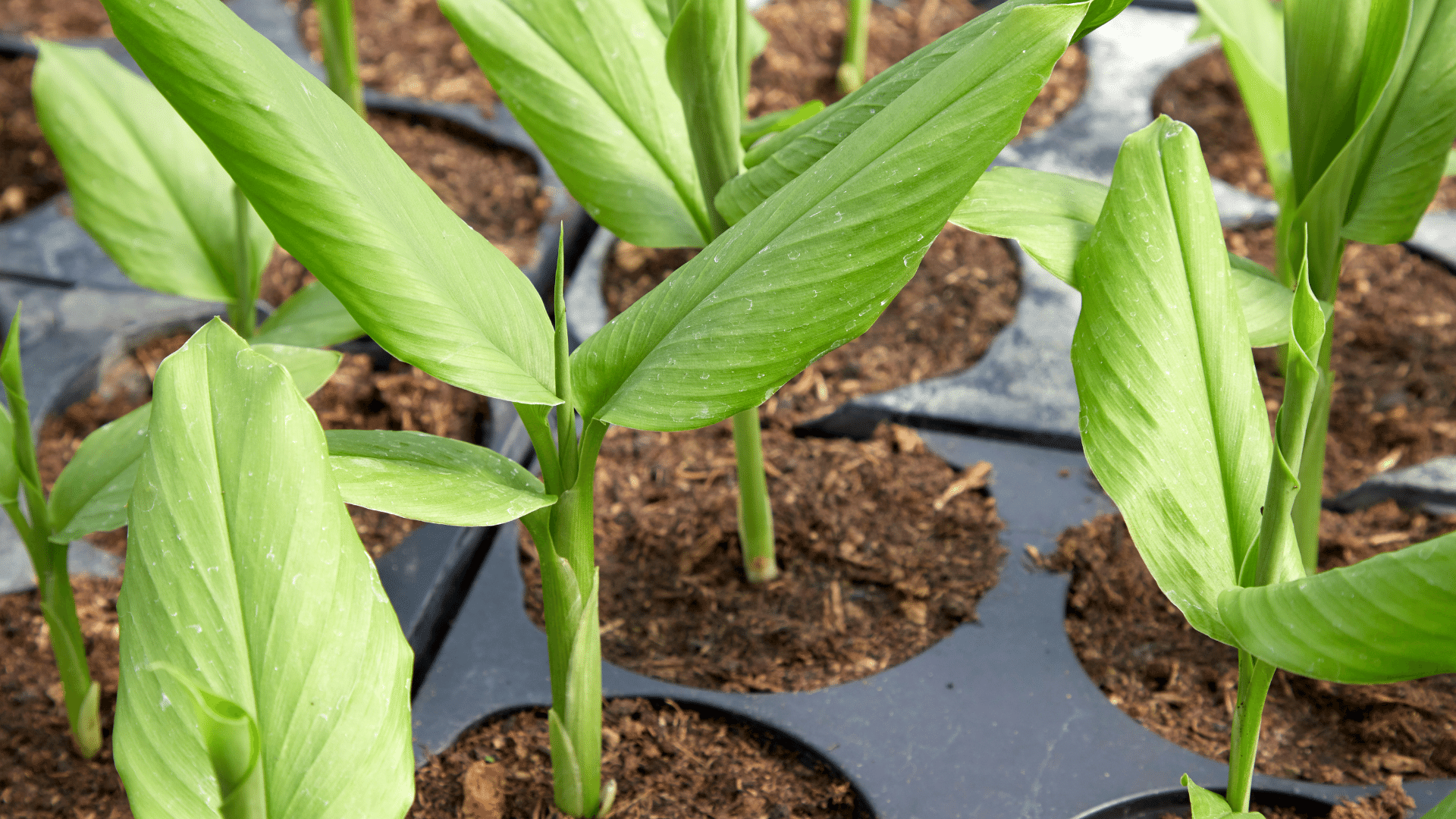 Turmeric plants in pots