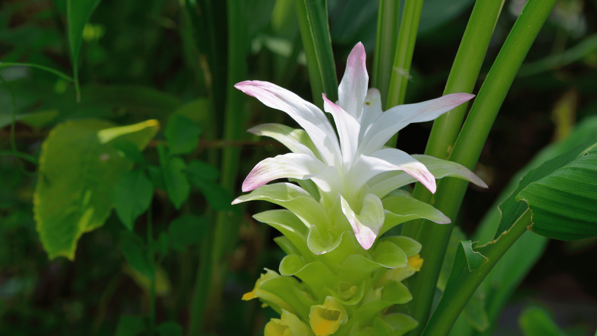 Blooming turmeric flower
