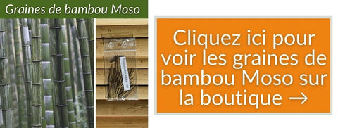 Graines de bambou Moso