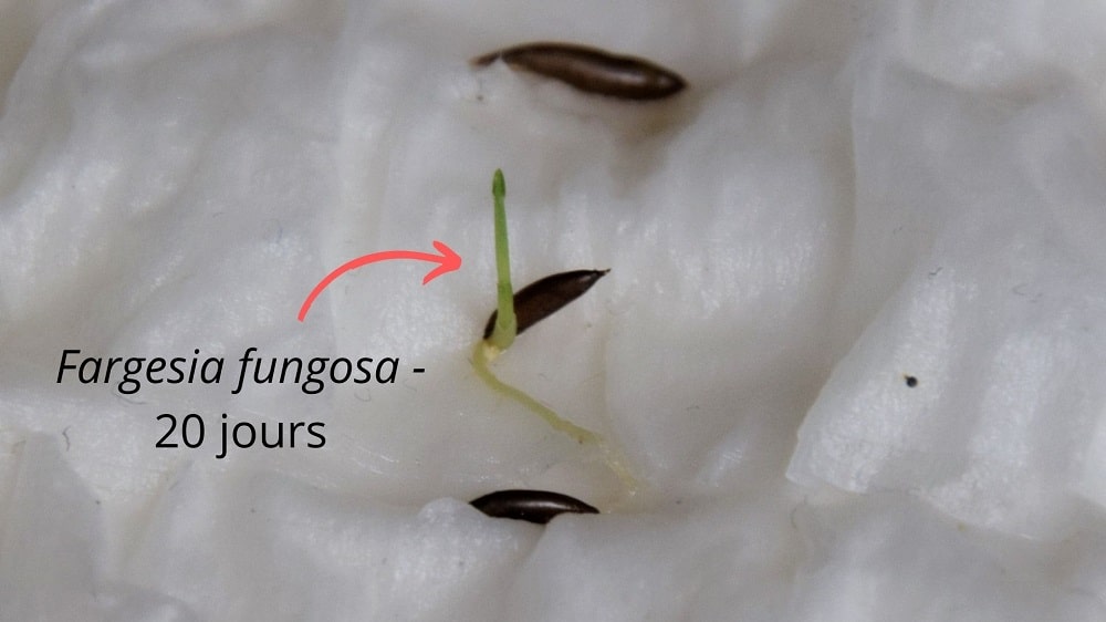 Germination graines de bambou Fargesia fungosa