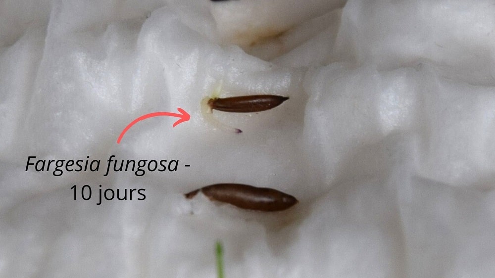 Germination des graines de bambou fargesia