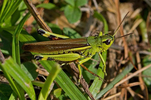 16 Best Edible Insects