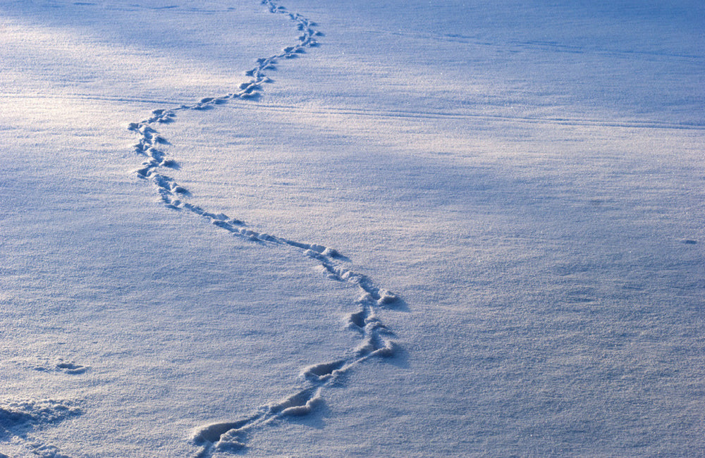36-most-common-animal-tracks-identification-guide-for-usa