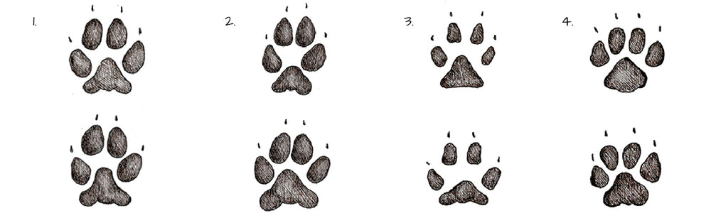 Animal Paw Print Identification