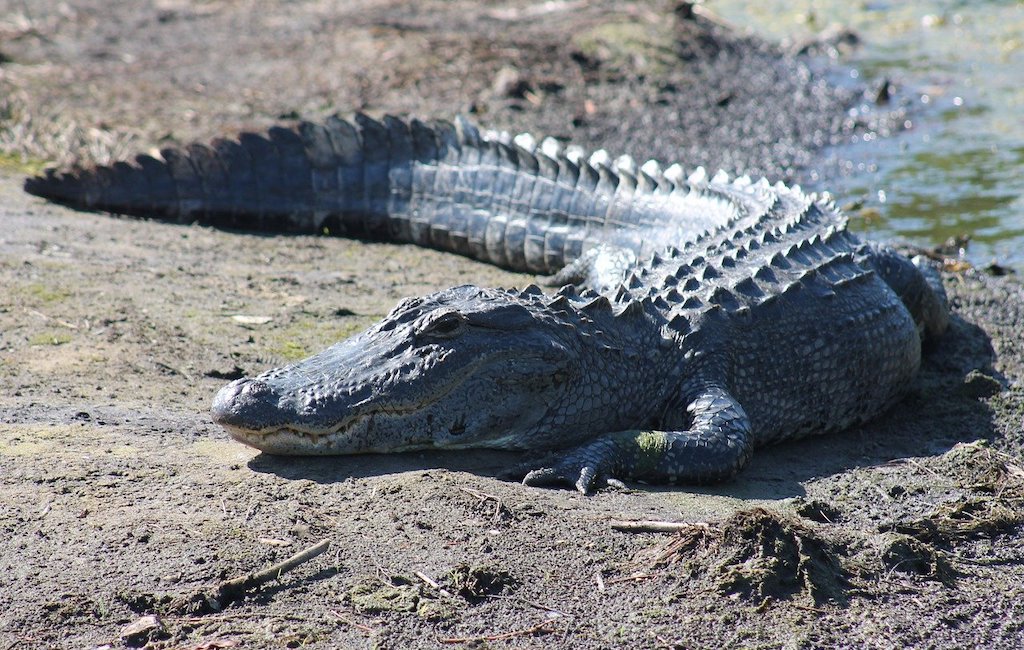 alligator in the united states