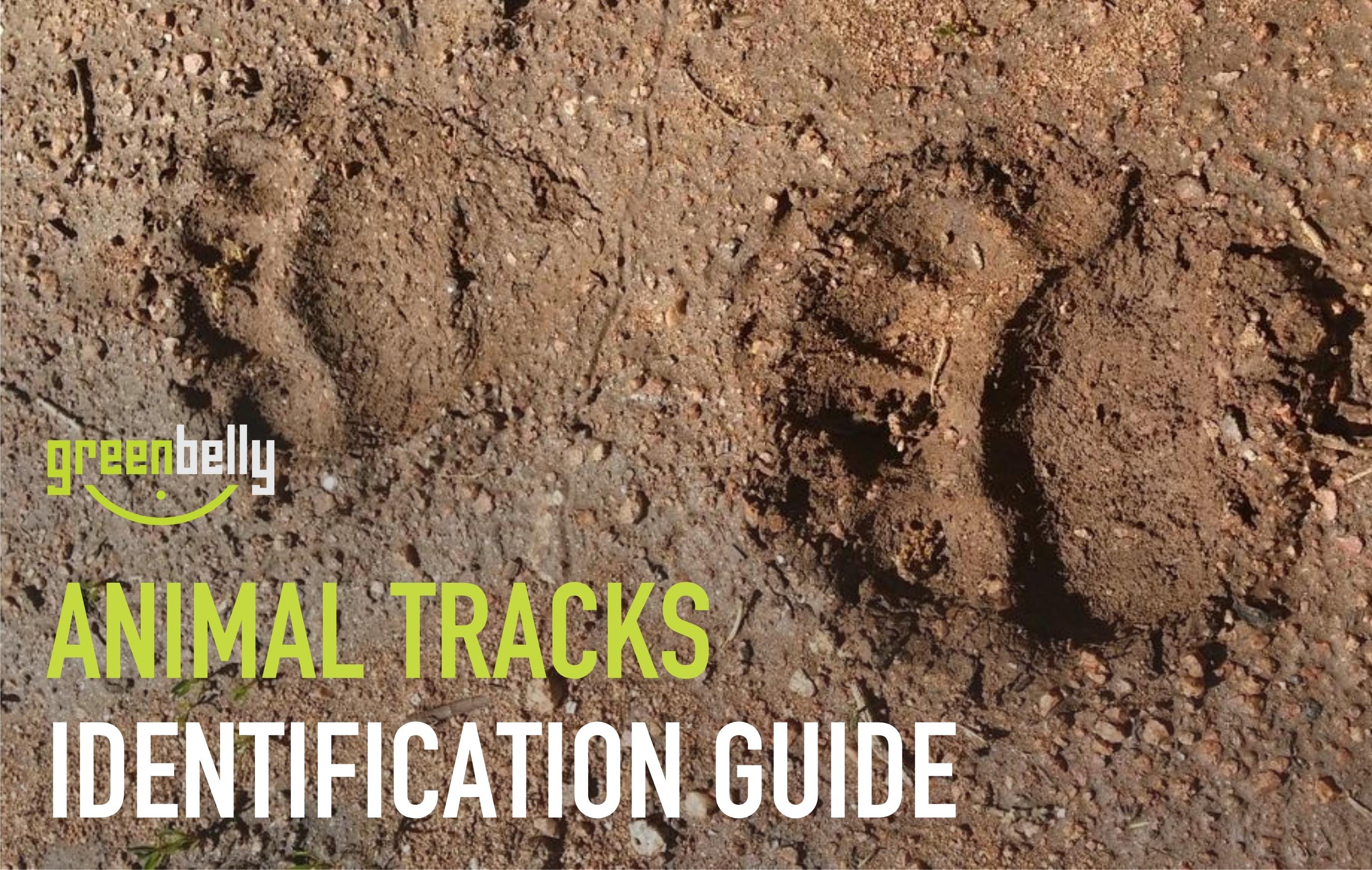 36 Most Common Animal Tracks | Identification Guide for USA – Greenbelly  Meals