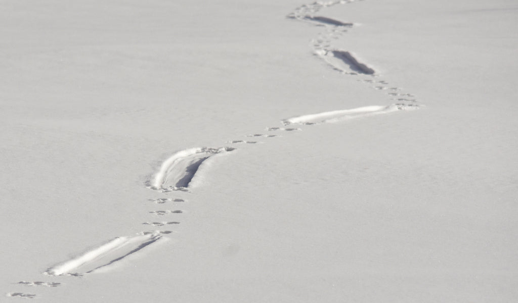 animal tracks in snow