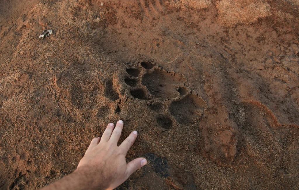 animal tracks