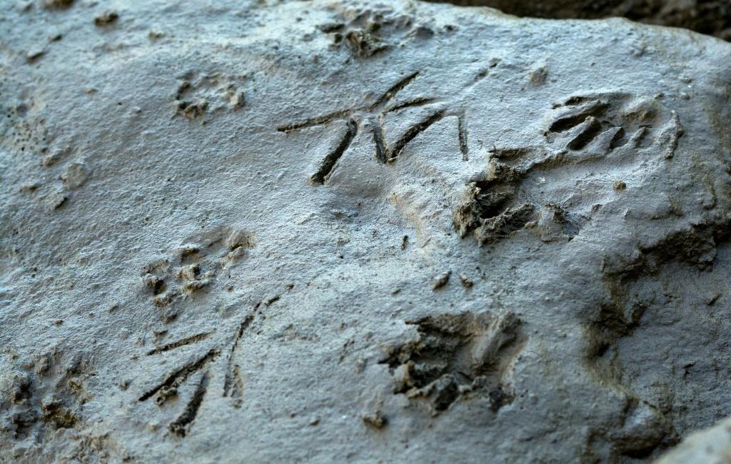 animal tracks