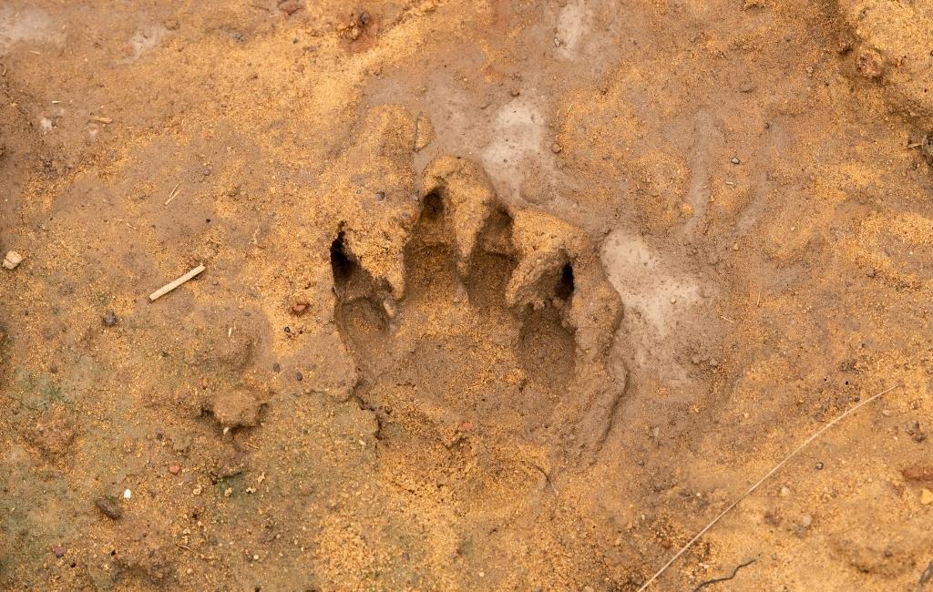 bear tracks in dirt