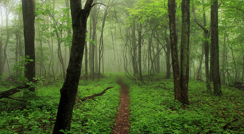 appalachian trail green tunnel