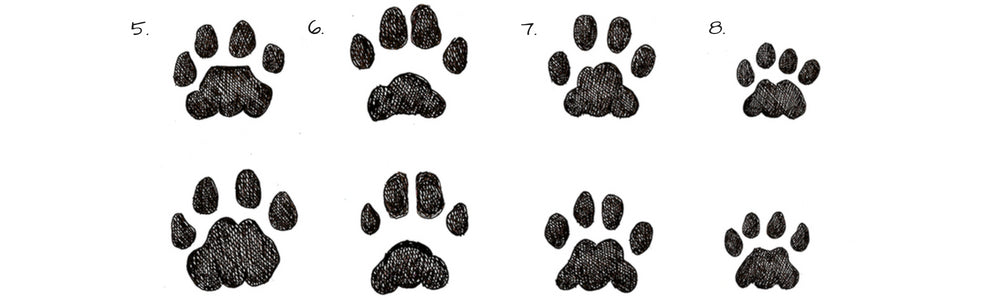 Get to know animal tracks