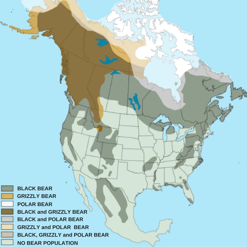 black bear grizzly bear population and distribution united states