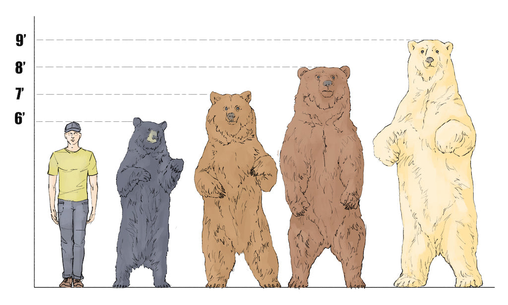 north american bear types and size