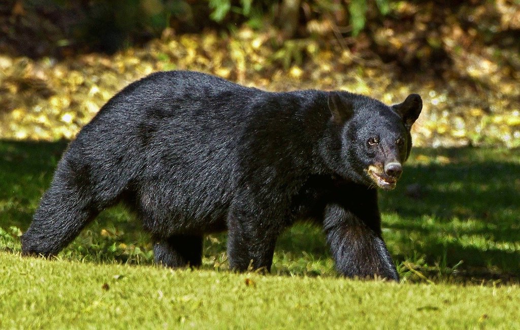 Never push a slower friend down if you come across a bear, park service  says