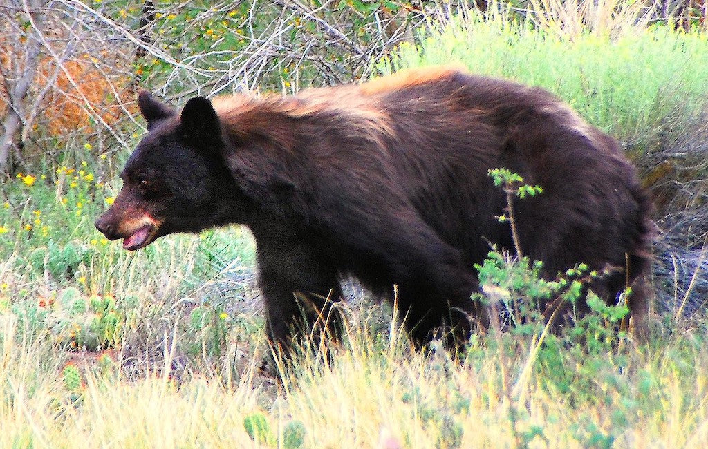 color of an american black bear