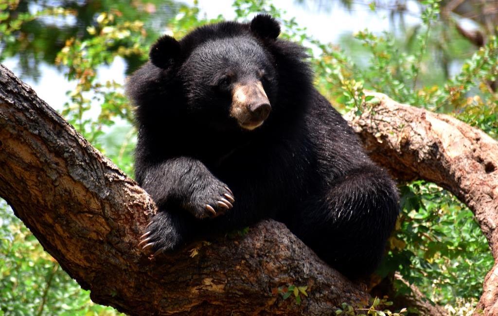 black bear climb trees