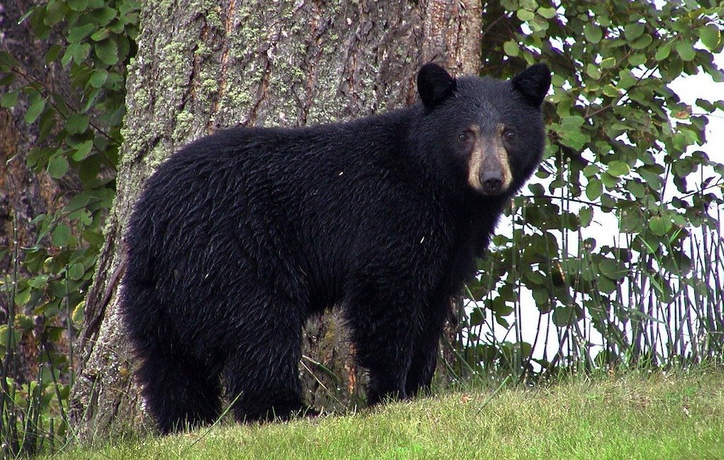 black bear looking at camera