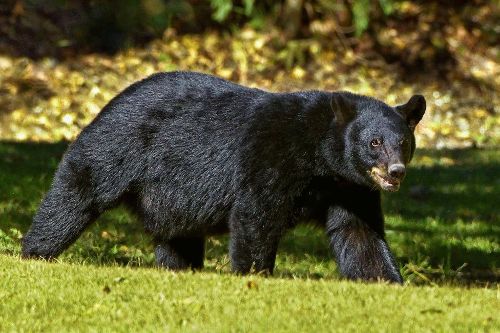 black bears dangerous