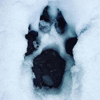 Deciphering Winter Animal Tracks