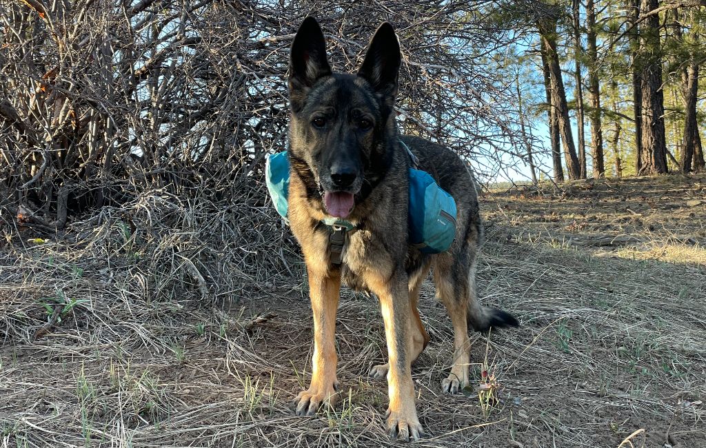 Kurgo Baxter Dog Backpack Review: A Great Pack For All Types Of Dogs - Two  Trailbirds