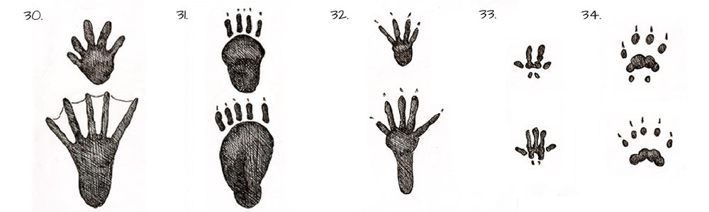 Identify Animal Tracks  Track Identification Chart - New England