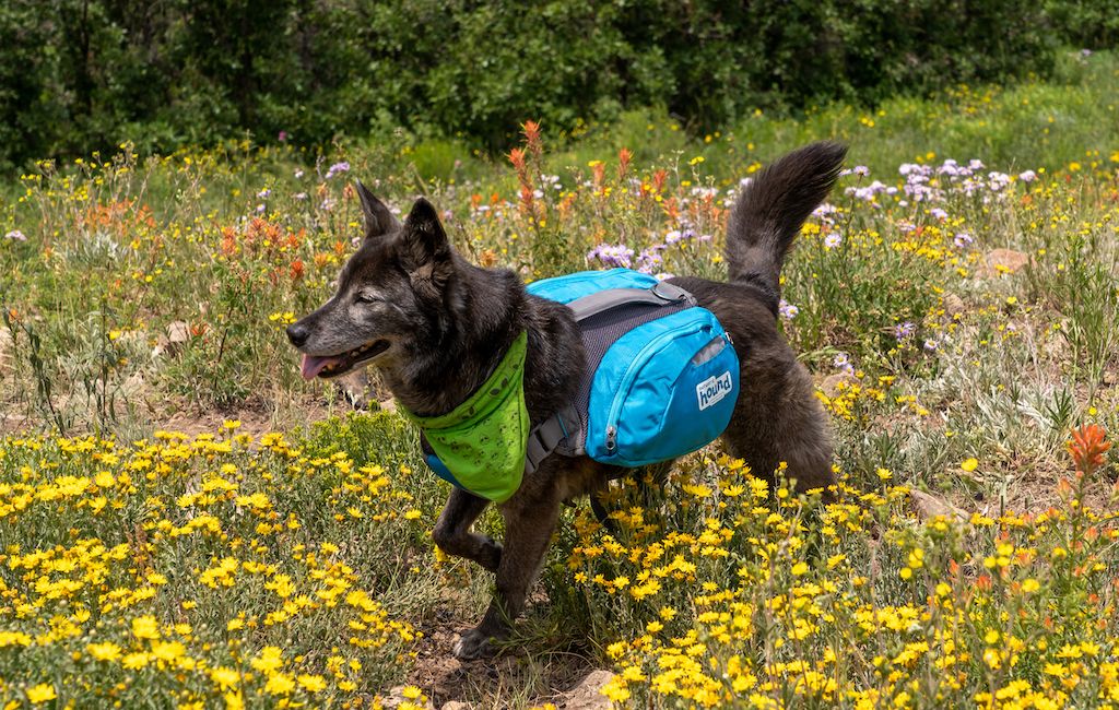 Outward Hound DayPak Blue Dog Saddleback Backpack, Medium