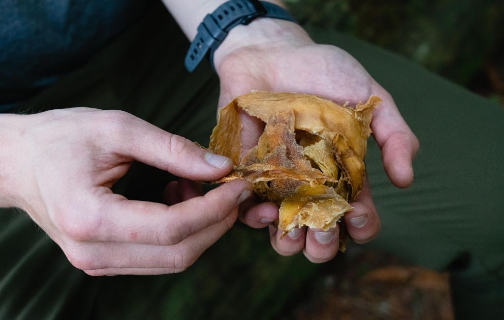 Eating dried mango for backpacking