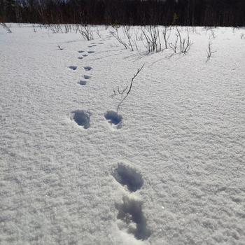 lynx tracks in snow