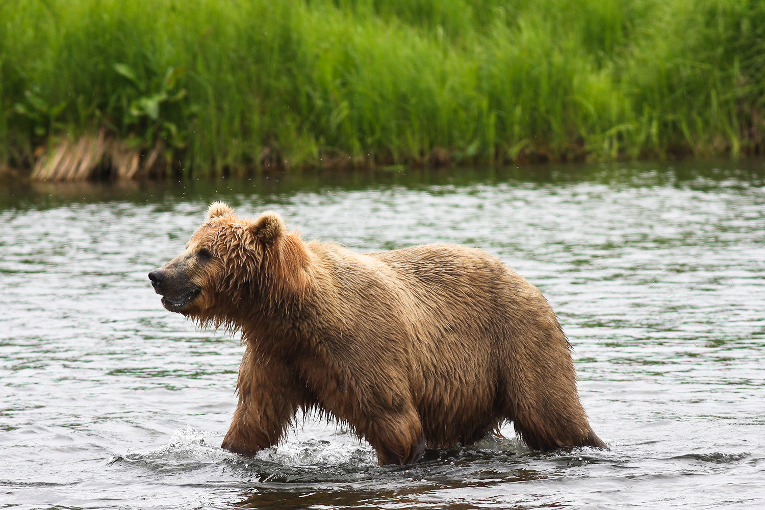 kodiak bear vs grizzly bear