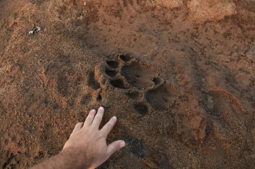 How to Identify Animal Tracks