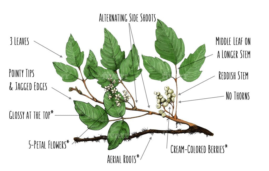 Poison Ivy Leaves Identification