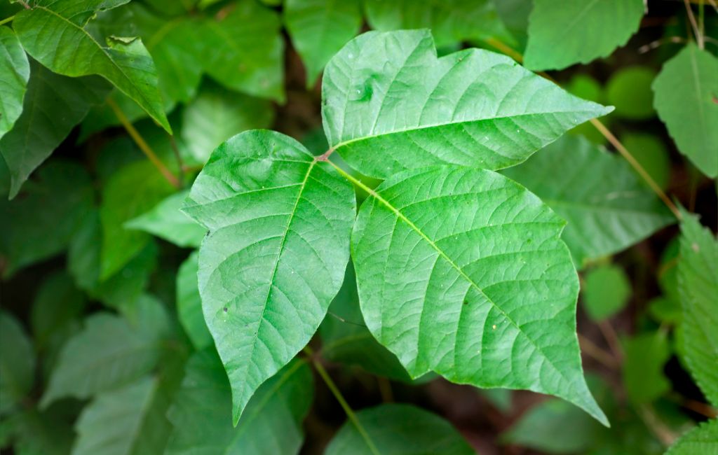 poison ivy identification