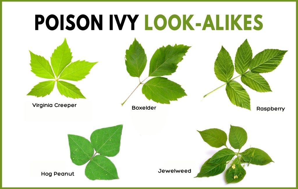 How To Identify Poison Ivy Plant