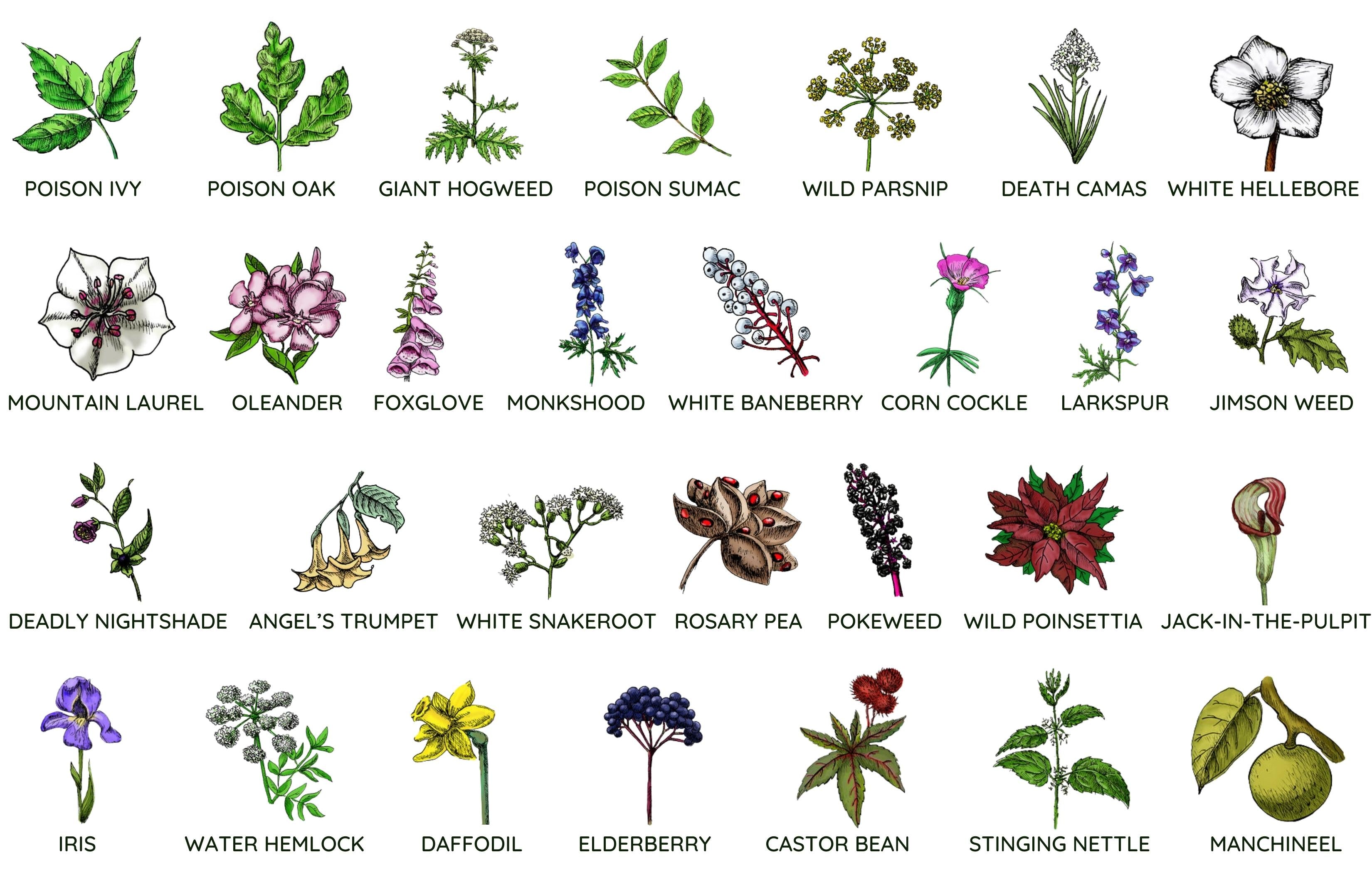 Which outdoor plants are poisonous to dogs & humans?  Plants, Poisonous  plants flowers, Poisonous house plants