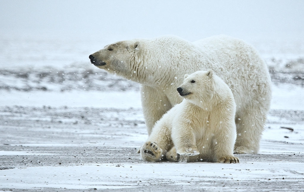 polar bear biggest bear