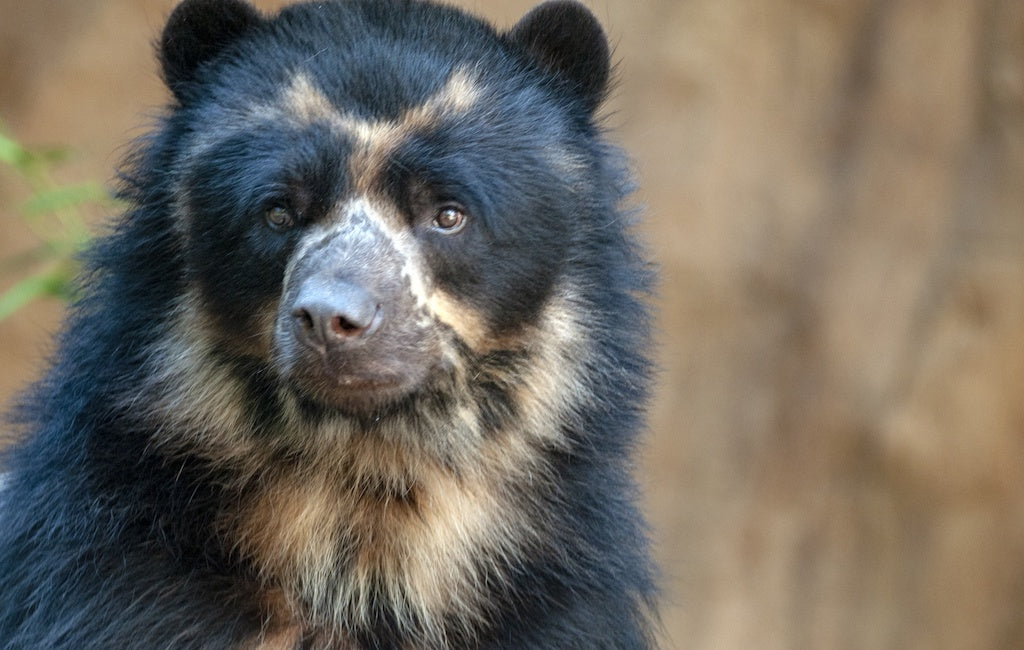 Sloth Bears Or Giant Pandas: Which Is The Most Unique Bear