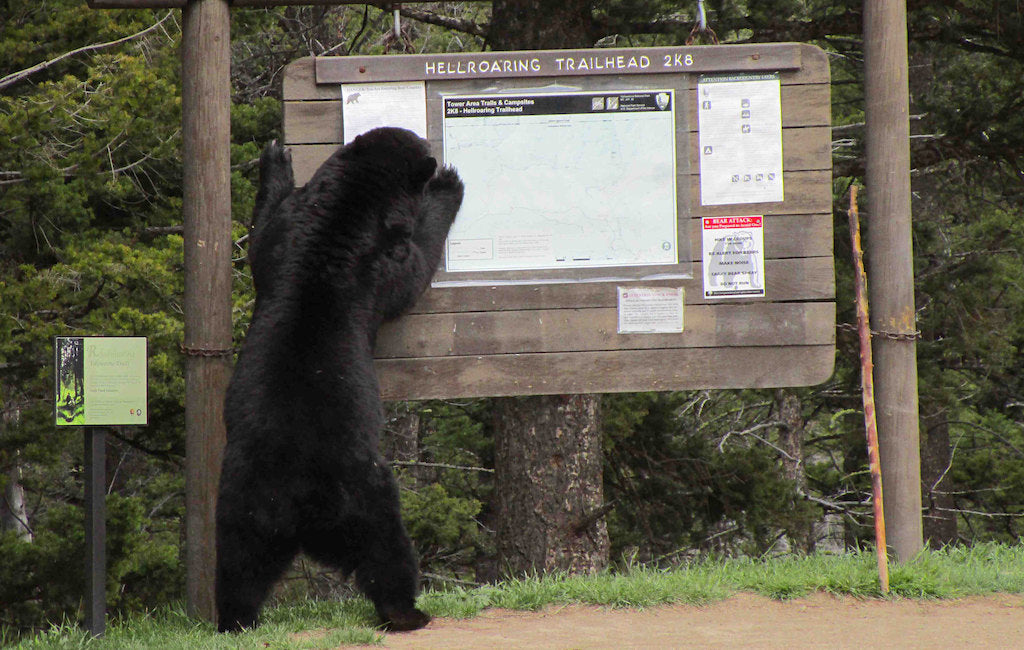 dangerous black bear standing on trail sign