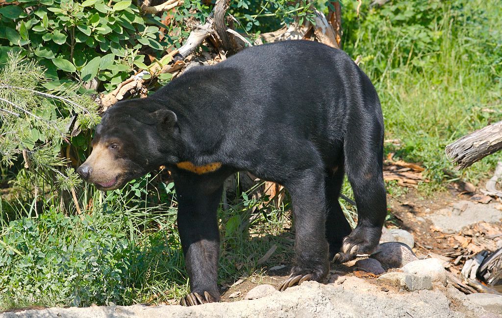 sun bear