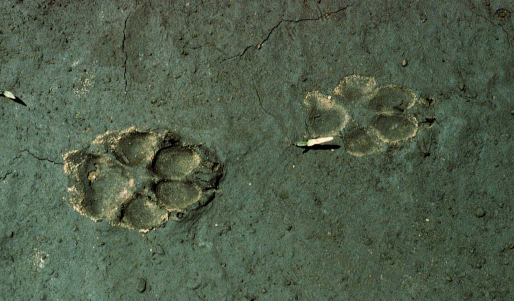 Wolf Paw Print In Mud