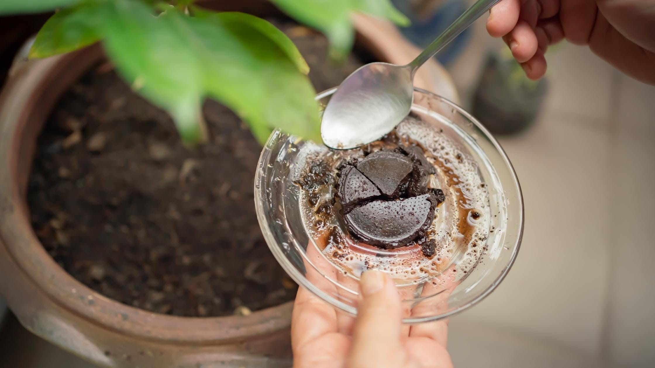 Using coffee grounds as fertilizer