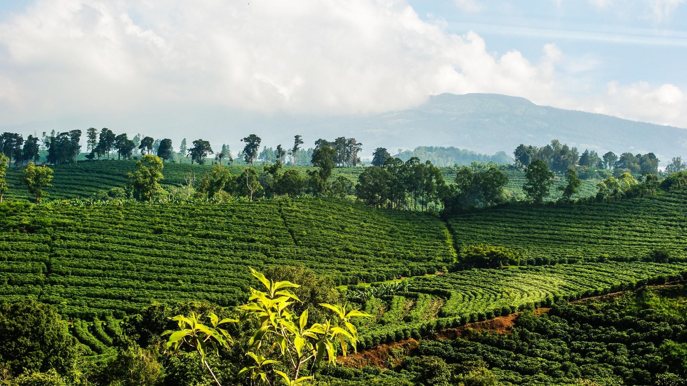 Costa Rica coffee mountains