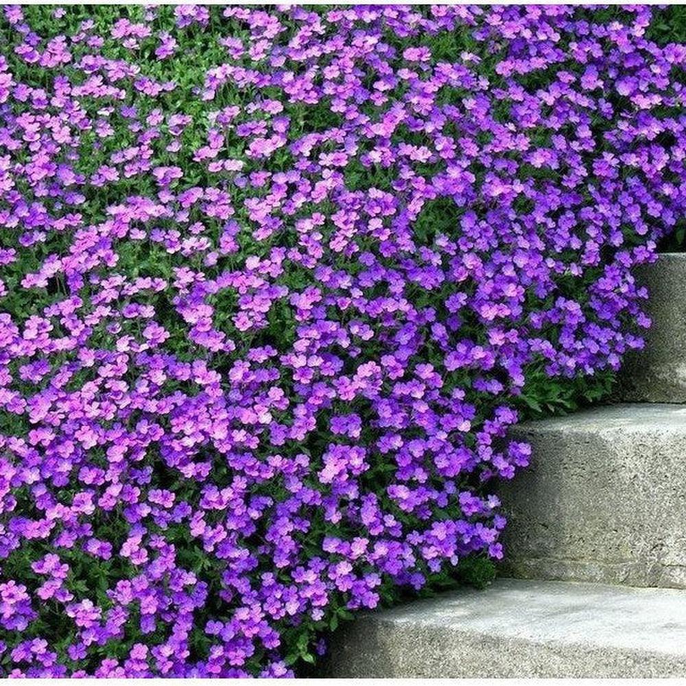 Aubrieta 'Hybrida Mix' Seeds – D&H Seed Harvest Co