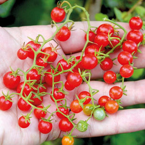 Tomato: Heirloom Slicer Mix — Heritage Meadows Farm LLC