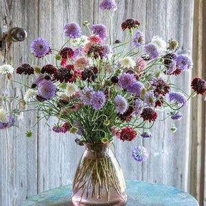 Scabiosa ‘Tall Double Flower Mixed’ Seeds