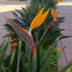 Strelitzia Reginae 'Birds Of Paradise' Seeds – D&H Seed Harvest Co