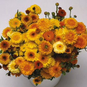 Calendula Pacific Beauty Blend – Michler's Florist, Greenhouses