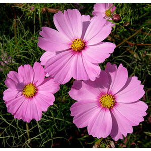 Cosmos 'Dwarf Sensation White