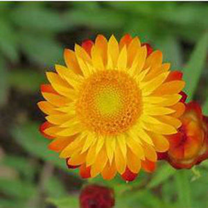 Strawflower (Semi-Dwarf) Bouquet Mix Seeds Non-GMO (250+ Seeds