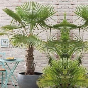 RAVENALA madagascariensis - Travelers Palm, seed, buy – Australian